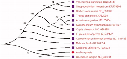 Figure 1. The phylogenetic ML tree constructed using MEGA X based on the complete chloroplast sequence of 13 plant species. Bootstrap support values are shown next to all the nodes based on 2000 replicates. The accession numbers are in the figure.