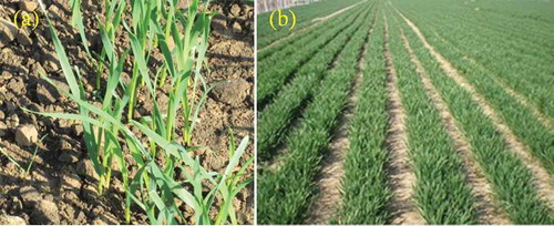 Figure 1. Wheat plants grown in a belt-precision planting system showing strong and uniformly distributed seedlings (a) and the planting configuration and wide seedling belt (b).