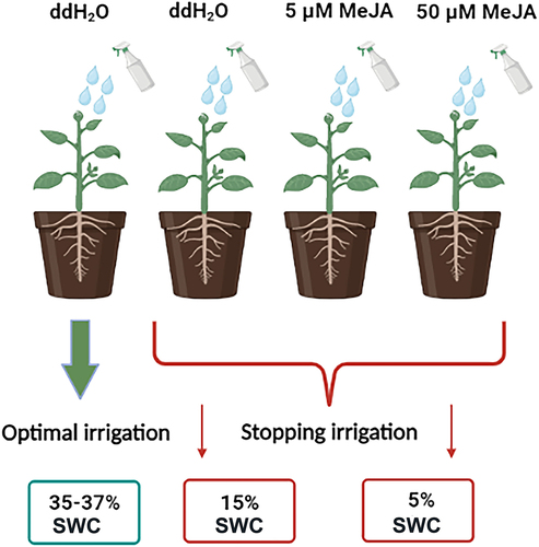 Figure 1. Schematic illustration of experiment design with foliar applied elicitors in drought-stressed I. walleriana. SWC – soil water content; MeJA – methyl jasmonate.