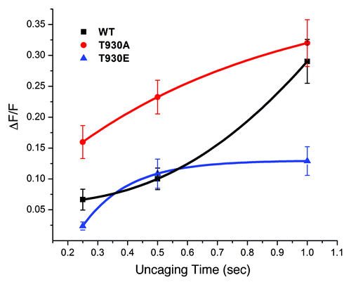 Figure 2. The T930E mutant exhibits decrease Ins(1,4,5)P3-dependent Ca2+ release sensitivity. DT40 cells were loaded with a Ca2+ dye and caged-Ins(1,4,5)P3 and exposed to different UV uncaging pulse durations to produce a dose response of Ins(1,4,5)P3 intracellulary. The level of Ca2+ release following the uncaging pulses was used as a measure of the sensitivity of the Ins(1,4,5)P3 receptor mutants as compared with the wild-type receptor.