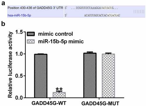 Figure 6. miR-15b-5p directly targets GADD45G.
