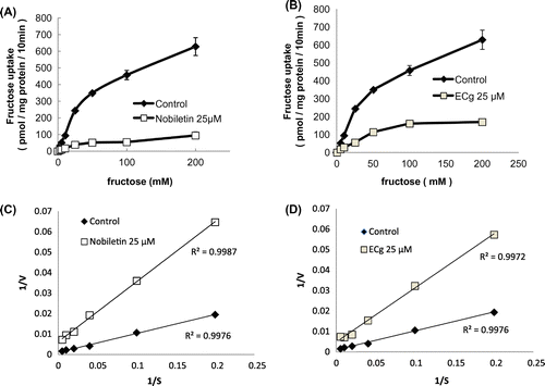 Figure 7. Kinetic analysis of fructose uptake in the absence or presence of nobiletin (A) or ECg (B). Fructose uptake was measured over the concentration range 5–200 mM fructose in the absence or presence of 25 μM nobiletin (A) or ECg (B) at 37 °C for 10 min. The values shown are means ± SEM (n = 3). Lineweaver-Burk plots were constructed to calculate the Vmax and Km values for fructose uptake in the absence or presence of 25 μM nobiletin (C) or ECg (D).