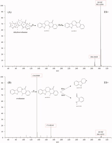 Figure 4. Typical mass spectrum and proposed fragmentation pathways of indole alkaloids: dehydroevodiamine (A) and evodiamine (B).