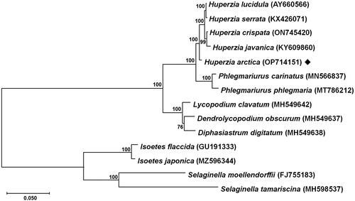 Figure 3. Maximum-likelihood phylogenetic tree based on 14 complete chloroplast genomes. The tree was constructed based on the GTR + G + I model using MEGA11 with nucleotide sequences of 36 conserved orthologous protein-coding genes. The numbers on each internal node indicate bootstrap values based on 1000 iterations. The following sequences were used: Huperzia lucidula (AY660566) (Wolf et al. Citation2005), H. serrata (KX426071) (Guo et al. Citation2016), H. crispata (ON745420) (Yin et al. Citation2022), H. javanica (KY609860) (Zhang et al. Citation2017), H. arctica (OP714151) (this study), Phlegmariurus carinatus (MN566837) (Luo et al. Citation2019), P. phlegmaria (MT786212) (Tang et al. Citation2020), Lycopodium clavatum (MH549642) (Mower et al. Citation2019), Dendrolycopodium obscurum (MH549637) (Mower et al. Citation2019), Diphasiastrum digitatum (MH549638) (Mower et al. Citation2019), Isoetes flaccida (GU191333) (Karol et al. Citation2010), I. japonica (MZ596344) (Lin et al. Citation2022), Selaginella moellendorffii (FJ755183) (Smith Citation2009), S. tamariscina (MH598537) (Zhang et al. Citation2019). Isoetes flaccida, I. japonica, Selaginella moellendorffii, S. tamariscina were used as outgroup taxa. Scale bar refers to a phylogenetic distance of 0.05 nucleotide substitutions per site.