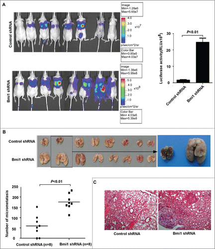 Figure 4. Suppression of endogenous Bmi-1 expression in A549 cells increases the metastasis in vivo. (A) A549-lucscrambledshRNA and A549-lucBmi-1shRNA cells are respectively injected into the caudal vein of BALB/c Nude mice. After injecting for 6 weeks, imaging is executed by a Xenogen IVIS imaging system. Luciferase signals from the tergal surface of the representative mice are shown. The data are presented as the mean ± SD (n = 8). (B) Representative gross images of lung nodules (top) and quantification of lung metastatic nodules are shown (bottom). (C) Representative images of H&E staining for lung micrometastasis (50×).