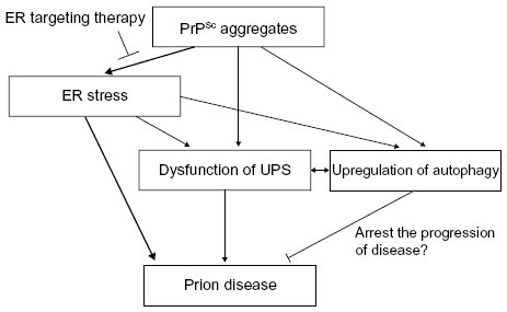 Figure 1 Overview of the relationship among prion disease, ER stress, UPS, and autophagy.