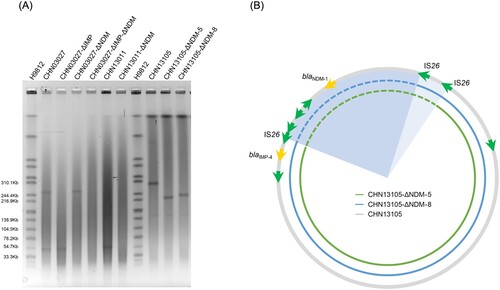 Figure 3. (A) The S1 nuclease-digested plasmids of CHN03027, CHN13011, CHN13105 and the corresponding plasmid cured isolates. (B) Diagram of the differences in recombination between IS26 in CHN13105-ΔNDM.
