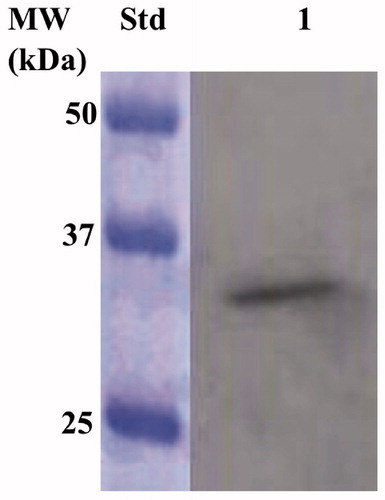 Figure 3. Western blot analysis performed on the supernatant coming from the E. coli cellular extract obtained after the sonication and centrifugation. Lane STD, molecular markers, M.W. starting from the top: 50 kDa, 37 kDa, and 25 kDa; lane 1, overexpressed chimeric EcoCAγ.