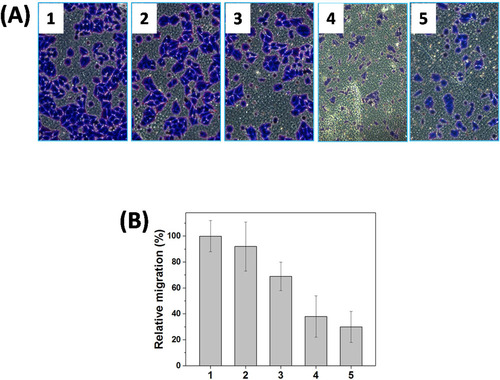Figure 5. Representative images of HNE-1 cells traversed transwell-chamber (A) and the relative migration rates (B) after incubated with various formulations (1: PBS; 2: Tf-PAAs; 3: Tf-PAAs-MTX; 4: Tf-PAAs/pMMP-9; 5: Tf-PAAs-MTX/pMMP-9) (n = 3).