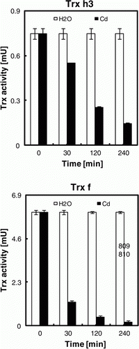 Figure 5.  Effect of Cd ions on Trx activity in vitro. Poplar proteins (5 µg) were mixed with 5 µg Cd or equal volume of H2O (control) and incubated for different times before the assay which was performed using either the DTNB-NTR test (Trx h3) or the NADP-malate dehydrogenase activation test (Trx f). Data are the mean of six independent measurements ±SE.