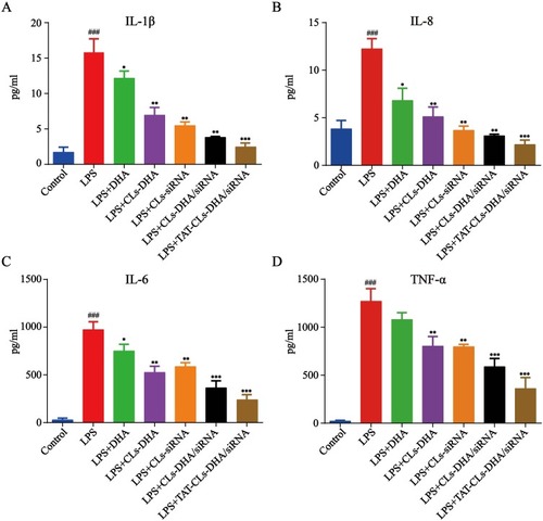 Figure 11 Effect of different formulations, including DHA, CLs-DHA, CLs-siRNA, CLs-DHA/siRNA and TAT-CLs-DHA/siRNA liposomes on the expression of inflammatory mediators in LPS-induced RAW264.7 cells. The DHA concentration of 20 µg/mL and siRNA concentration of 100 nM. (A) IL-1β. (B) IL-8. (C) IL-6. (D) TNF-α. Data represent mean ± SD (n >5). ***p < 0.001, **p < 0.01, *p < 0.05 compared to LPS group.###p < 0.001, compared to control group.