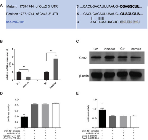 Figure 3 Cox2 is direct targets of miR-101. (A) Sequence of microRNAs of the miR-101 family among the Cox2 3ʹ-UTR. The seed areas of miR-101, the seed-recognizing sites in the Cox2 3ʹ-UTR are pointed. (B, C) After transduced miR-101 mimics or inhibitor, the expression of Cox2 both on mRNA level (B) and protein level (C) is affected directly. (D, E) By Luciferase assay, SW480 cells transfected with the full length of Cox2 3ʹ-UTR (wt) or a mutant (mut). Luciferase activities were tested 48 hours after transfection. miR-101 mimics obviously inhibited luciferase signal in wt cells (D). MiR-101 inhibitor markedly promoted luciferase activity in wt one (E). The data are means±s.e.m *P<0.05, **P<0.01.