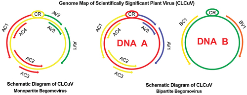 Figure 1. Genome of begomovirus is bipartite or monopartite. The gnome of begomovirus depends on the presence of 1 or 2 components (DNA-A & DNA-B). The virion sense strand of DNA-A encodes pre-coat and coat proteins. The complementary sense strand of DNA-A encodes Rep (Replication associated proteins), TAP (Transcriptional activator protein), REP (Replication enhancer protein) including C4 protein. It is detected that DNA-B encodes NSP (Nuclear shuttle protein) and MP (Movement protein) on the virion sense strand and complementary sense strand respectively.
