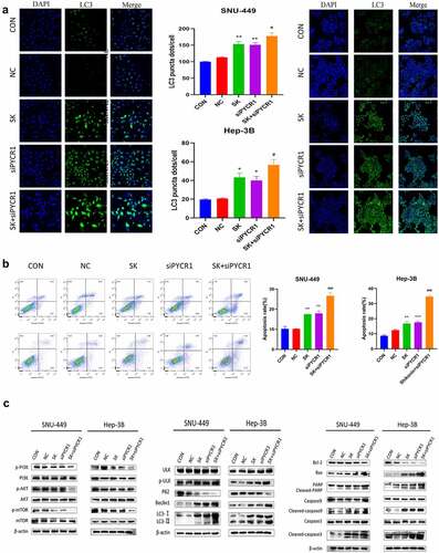 Figure 6. SK induced apoptosis and autophagy of HCC cells by downregulated PYCR1 via inhibited PI3K/Akt/mTOR pathway. a. Immunofluorescence assay (× 20) detected LC3 puncta of SNU-449and Hep-3B cells treated with SK and siPYCR1transfection for 24 h. b. The apoptosis of SNU-449and Hep-3B cells was detected by flow cytometry. c. The expression of pathway protein was detected by Western blotting, with β- Actin, was used as a loading control. Data are presented as the mean ± SD of three independent experiments (n = 3, * P < 0.05 for SK vs CON or NC, #P < 0.05, SK +siPYCR1 vs SK).