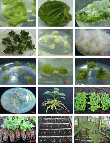 Figure 2  In vitro organogenesis and plant regeneration from leaves of Actinidia eriantha Benth. cv ‘White’. L = leaf. L 1 , undulations in the leaf blade strip's surface. L 2 , green and dense calli produced on the veined and edge areas of leaf blade strips. L 3 , shoot-like structures developing into adventitious shoots from leaf blade strip explants. L 4 , adventitious shoots induced from leaf blade strip explants. P = petiole. P 1 , white-yellow and loose calli with nodules on the surface, induced from petioles. P 2 , white-yellow calli growing fast across the whole surface of the medium. P 3 , green and dense calli with smooth surfaces, induced from petioles. P 4 , green shoot-like structures induced from the green calli of petioles. P 5 , adventitious shoots induced from petioles. R = root. PL = plantlet. Ra 1 and Ra 2 , Rooting in medium containing IBA. Rb 1 and Rb 2 , Rooting in wet moss. PL 1 and PL 2 , plantlets potted and maintained in the shade.