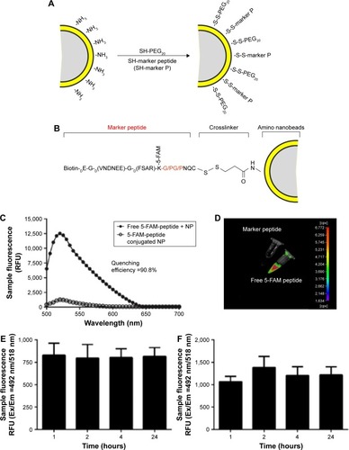 Figure 1 Structure analysis of marker-MNPs.Notes: (A) Structural diagram of naked nanobeads. (B) Structural diagram of marker-MNPs. Red fonts indicate restriction sites of FAPα. (C) Fluorescence spectra of marker-MNPs conjugated with fluorescein-labeled peptides and naked beads incubated with an equivalent amount of free fluorescein-labeled peptides (excitation: 492 nm; emission: 500–700 nm; quenching efficiency =90.8%). (D) Fluorescent image of fluorescence quenching. (E) Average fluorescence of marker-MNPs incubated in 10% mouse serum at 37°C over time (excitation: 492 nm; emission: 518 nm). (F) Average fluorescence of marker-MNPs incubated in urine of mice at 37°C over time.Abbreviations: MNPs, magnetic iron oxide nanoparticles; RFU, relative fluorescence unit.