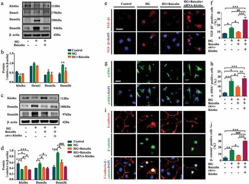 Figure 7. Klotho, DNMT and profibrotic-associated proteins expressions after silencing Klotho in HK2 cells treated with high glucose and baicalin