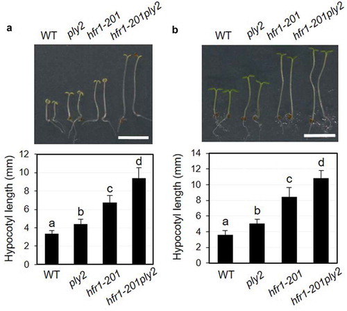 Figure 3. Double mutant analysis of ply2 and hfr1-201 mutations.(a) Hypocotyl growth phenotypes under continuous far red light. The seedlings were grown on half strength MS media under far red light (1.33 μW cm−2) for 6 days. Upper, Representative seedling phenotypes. Scale bar, 5 mm. Lower, Values represent means ± SDs of hypocotyl length (n = 15–16). (b) Hypocotyl growth phenotypes under continuous blue light. The seedlings were grown on half strength MS media under blue light (17.4 μW cm−2) for 6 days. Upper, Representative seedling phenotypes. Scale bar, 5 mm. Lower, Values represent means ± SDs of hypocotyl length (n = 12–14). WT, wild type. Different letters indicate significant differences at p< 0.01, analyzed by one-way ANOVA with a post hoc Tukey HSD test.