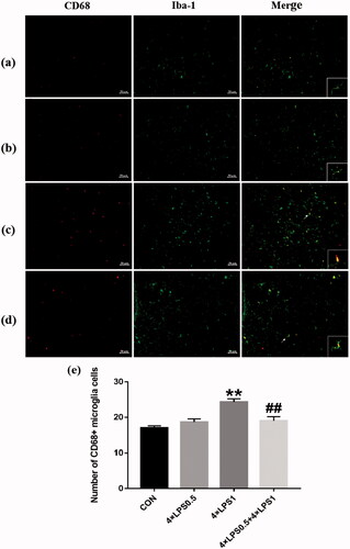 Figure 5. CD68 and Iba-1 double positive cells were examined by immunofluorescence with quantitative analysis using Image Pro Plus. red: CD68 (a marker of activation of microglia); green: Iba-1（a marker of microglia). The microscopy images were taken with 200 μm of magnification and the squares represent the approximation to 100 μm. (a) control group (b) 4 × LPS0.5 group (c) 4 × LPS1 group (d) 4 × LPS0.5 + 4 × LPS1 group (e) Quantitative results. Data are presented as the mean ± SEM (n = 3 mice per group). Statistical significance was determined by ANOVA with post hoc LSD tests; **p < .01 versus control group, ##p < .01 versus 4 × LPS1 group.