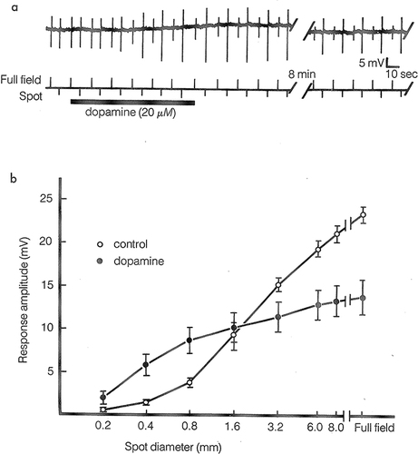 Figure 4 (a) Intracellular records of carp horizontal cell responses to spot and full-field white-light stimuli before, during, and after the addition of dopamine (20µM) to the superfusion medium. The spot (0.8mm in diameter) and full-field stimuli were presented as an alternating pair and adjusted before dopamine application to generate responses of approximately equal amplitudes. Dopamine caused the responses to the spot stimuli to increase in amplitude and the responses to the full-field stimuli to decrease in amplitude. Recovery from these drug effects required an average of about 15 min. Note that dopamine also caused the horizontal cell to depolarize slightly. (b) Average carp horizontal cell response amplitudes as a function of stimulus spot diameter. The stimuli were centered on receptors in the middle of the cell’s receptive field and were at an intensity that generated a half-maximal response when a full-field stimulus was used. Dopamine application cause average response amplitudes to small spot stimuli to be significantly larger and average response to large spot and full-field stimuli to be significantly smaller. With permission from “The Retina: An approachable part of the brain”, J.E.Dowling, Harvard University Press, 2012, figure adapted and modified from Mangel and Dowling, (1985).Citation30