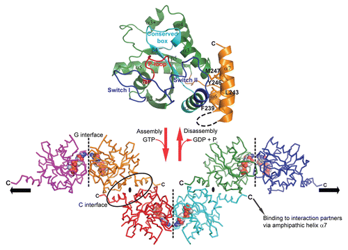 Figure 1 GTP-dependent scaffold formation of GIMAP2. (upper part) The structure of the monomeric nucleotide-free GIMAP2 shows a Ras-like G-domain (in green). Additional secondary structure elements compared to the minimal Ras G-domain are helix α3* and the two amphipathic helices α6 and α7 (in orange), which fold against switch II (blue). (lower part) In the absence of α7 and the presence of GTP, GIMAP2 oligomerized via two interfaces in the crystal to form a linear oligomer (the direction of the oligomerization axis is indicated by the black arrows). The conversion between the monomeric and oligomeric states is regulated by GTP binding or hydrolysis (red arrows).