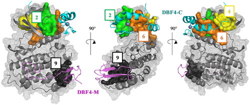 Figure 4. Superposition of the pockets 2, 4, 6, and 9 with the human CDC7-DBF4 crystal structure (PDB code 4F9A). The regulatory subunit (DBF4) is represented in pink (motif M) and cyan (motif C).
