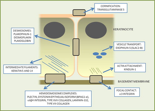 Figure 3. Stylized diagram depicting the important components in the skin that provide the keratinocyte, cell-cell, and cell-extracellular matrix integrity along with the protein components that are mutated in inherited skin fragility diseases.