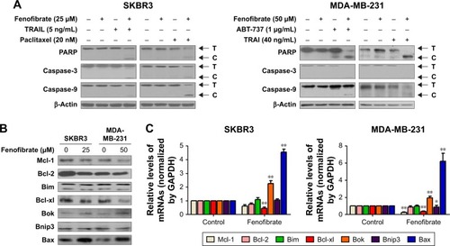 Figure 3 Treatment with fenofibrate resulted in downregulation of Mcl-1 and Bcl-xl and upregulation of Bok and Bax.Notes: (A) SKBR3 and MDA-MB-231 cells treated with indicated concentrations of fenofibrate and combined with indicated concentrations of paclitaxel, TRAIL, and ABT-737 for 24 hours. After that, PARP and caspases proteins were assessed by Western blotting assay. (B) SKBR3 and MDA-MB-231 cells treated with indicated concentrations of fenofibrate for 24 hours. After that, Bcl-2 family proteins were assessed by Western blotting assay. (C) SKBR3 and MDA-MB-231 cells treated with indicated concentrations of fenofibrate for 24 hours. After that, qRT-PCR analyzed expression level of Bcl-2 family proteins. Data were presented as mean ± SD for three independent experiments. *P<0.05 vs control; **P<0.01 vs control.Abbreviations: TRAIL, tumor necrosis factor-related apoptosis-inducing ligand; PARP, poly (ADP-ribose) polymerase 1; caspase, the cysteine-aspartic acid protease.