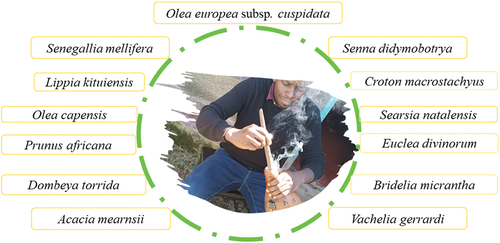 Figure 1. Diversity of plant species for which chopped stems are used to prepare glowing splints for sooting the fermentation vessel (calabash/gourd) inner surface. A case example of the gourd smoking in progress (shown in the centre) with the charcoal from the burning wood. This process is repeated until the inside is smooth and even. After it has been suitably sooted, the extra dust from the charcoal is gently removed. The gourd is now regarded as ready for usage and is covered and left to cool.