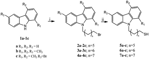 Scheme 1. Synthesis of N-9H-alkyltiocarbazoles 5–7a–c. Reagents and conditions: (i) 1, N-dibromoalkane, NaH 60%, DMF, rt; (ii) Thiourea, i-PrOH, reflux, 12 h; NaOH 6 N, reflux, 5 h; HCl 3 N, rt, 10 min.