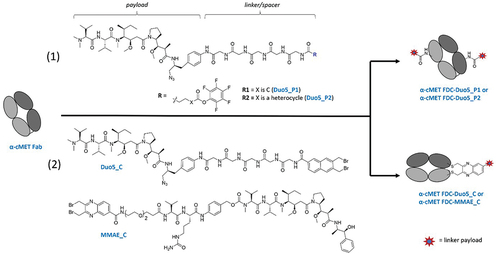 Figure 1. Reaction schemes for the making of the anti-cMET Fab drug conjugates (FDC): (1) lysine-based conjugation approach and (2) cysteine-based conjugation approach (C-lock) after a mild selective reduction of the LC/HC disulfide bond.