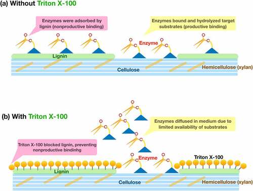 Figure 8. Possible effects of surfactant on enzyme-substrate interaction during hydrolysis of untreated rice straw