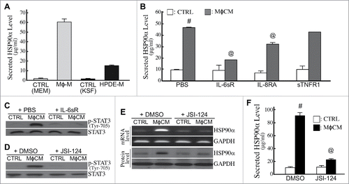 Figure 6. Expression and secretion of HSP90α from macrophages and macrophage-stimulated pancreatic ductal cells. (A) Secreted HSP90α levels in macrophage- and HPDE-culturing media (designated as Mφ-M and HPDE-M, respectively) collected as described in Materials and Methods. The mean ± SD values of three independent experiments are shown. (B) HSP90α levels secreted from macrophage-conditioned HPDE cells. HPDE cells were treated 24 h with control medium (CTRL) or MφCM in the absence or presence of 10 ng/ml IL-6sR, 0.5 μg/ml IL-8RA, or 50 ng/ml sTNFR1, and incubated with fresh KSF medium for another 24 h. Media were collected and assayed for secreted HSP90α levels as described in Methods. #, P < 0.05 when compared with the average HSP90α level secreted by CTRL-treated HPDE cells. @, P < 0.05 when compared with the average HSP90α level secreted from HPDE cells treated with MφCM plus PBS or preimmune IgG. (C) Tyr-705-phosphorylated STAT3 and total STAT3 levels in HPDE cells treated 6 h with control medium (CTRL) or MφCM in the absence or presence of 10 ng/ml IL-6sR. (D) Tyr-705-phosphorylated STAT3 and total STAT3 levels in HPDE cells treated 6 h with control medium (CTRL) or MφCM in the absence or presence of 10 μM JSI-124. (E) mRNA and protein levels of HSP90α in HPDE cells treated 24 h with control medium (CTRL) or MφCM in the absence or presence of 10 μM JSI-124. (F) HSP90α levels secreted from HPDE cells treated 24 h with control medium (CTRL) or MφCM in the absence or presence of 10 μM JSI-124. #, P < 0.05 when compared with the data of CTRL treatment. @, P < 0.05 when compared with the data of control DMSO.