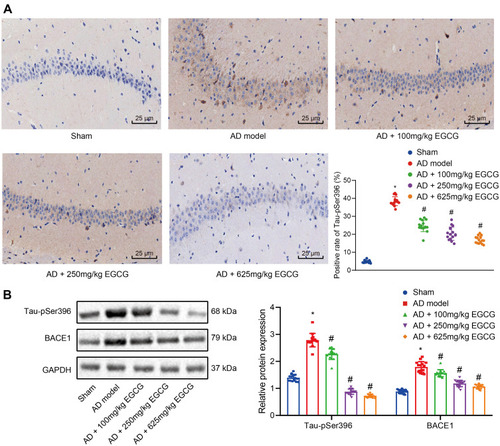 Figure 3 EGCG diminishes Tau hyperphosphorylation and BACE1 expression in hippocampus of AD rats. Sham-operated rats were used as controls, whereas AD rats were untreated or treated with 100 mg/kg EGCG, 250 mg/kg EGCG and 625 mg/kg EGCG. (A) Immunohistochemistry determination of Tau phosphorylation in rat hippocampus (× 400); (B) Western blot analysis of BACE1 expression and Tau hyperphosphorylation. *p < 0.05 vs sham-operated rats, #p < 0.05 vs AD rats. Data among multiple groups were checked by one-way ANOVA with Tukey’s post hoc test, n = 15.