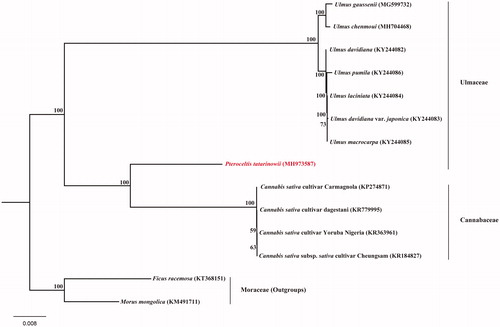 Figure 1. The phylogenetic tree based on 14 complete chloroplast genome sequences. Relative branch lengths are indicated. Numbers near the nodes represent ML bootstrap values.