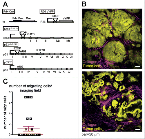 Figure 1. (A)genetic fluorescent mouse model of pancreatic cancer. (A) Schematic representation of the fluorescent mouse model in which all tumor cells express YFP upon recombination by Cre recombinase under the Pdx-promotor. In these cells, Cre-regulated mutated forms of Kras (KrasLSL-G12D) and p53 (p53LSL-R172H), combined with a floxed p53 give rise to pancreatic tumors. (B) Representative intravital microscopy images showing different types of tumor morphology in yellow and surrounding collagen I in magenta. Scale bar, 50 µm. (C) The number of migrating cells per imaging field (n = 26 fields in 5 animals). The 5 different animals are shown in symbols with different shapes/colors. Mean ± SEM.