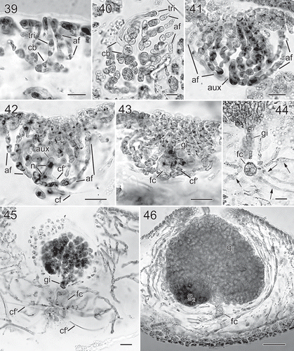 Figs 39–46. Nesoia hommersandii Rodríguez-Prieto, S.-M.Lin, Afonso-Carrillo, De Clerck & Huisman sp. nov. Morphology of carpogonial branch and auxiliary cell ampullae and cystocarp development. Fig. 39. Close up of a carpogonial branch ampulla showing a young carpogonial branch (cb) prolonged by a short trichogyne (tri) surrounded by short branched ampullar filaments (af) (TFC Phyc 15300). Fig. 40. Subsurface view of a fully developed carpogonial branch (cb) ampulla showing an enlarged trichogyne (tri) and highly branched ampullar filaments (af) (TFC Phyc 15300). Fig. 41. Close up of a developing auxiliary cell ampulla showing ampullar filaments (af) and the auxiliary cell (aux) (TFC Phyc 15300). Fig. 42. A fully developed auxiliary cell ampulla showing connecting filament (cf), ampullar filaments (af) and an enlarged auxiliary cell (aux) with stained nuclei (n). Note that a secondary connecting filament (cf’) is cut off from the basal part of the auxiliary cell (aux) (TFC Phyc 15300). Fig. 43. Diploidized auxiliary cell ampulla showing a gonimoblast initial (gi), a secondary connecting filament (cf’) cut off from basal part of newly formed fusion cell (fc) (TFC Phyc 15300). Fig. 44. Close up of a young carposporophyte showing an elongated gonimoblast initial (gi) and a fusion cell (fc) that cut off several secondarily connecting filaments (cf’) (TFC Phyc 15300). Fig. 45. An immature carposporophyte showing a gonimoblast initial (gi) and a fusion cell (fc) which is sending out two secondarily connecting filaments (cf’) (TFC Phyc 15300). Fig. 46. A fully developed carposporophyte showing fusion cell (fc) and two gonimolobes (g1 & g2) (TFC Phyc 15300). Aniline blue (Figs 39, 40, 44, 46); Haematoxylin (Figs 41–43, 45). Scale bars: Figs 39, 40 = 10 µm; Figs 41–45 = 20 µm; Fig. 46 = 50 µm
