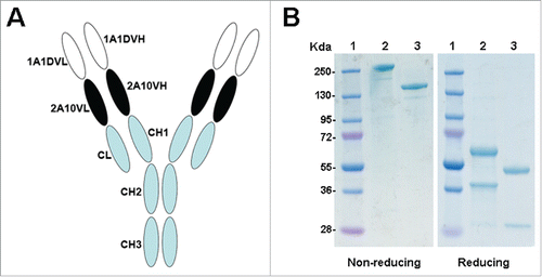 Figure 1. Structure and characterization of DVD-Ig. (A) Schematic representation of the structure of DVD-1A1D-2A10. (B) SDS-PAGE analysis of purified antibodies under non-reducing and reducing conditions. Lane 1, molecular weight protein markers; lane 2, DVD-1A1D-2A10; lane 3, bivalent antibody.