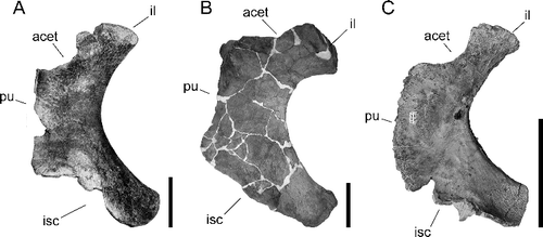 Figure 11. Right ischia of Alamosaurus sanjuanensis in medial view. A, USNM 10487; B, TMM 41541-1; C, BIBE 45909. Image of USNM 10487 taken from Gilmore (Citation1922). Abbreviations: acet, acetabular border; il, iliac peduncle; isc, ischial contact edge; pu, pubic contact edge. Scale bars = 20 cm.