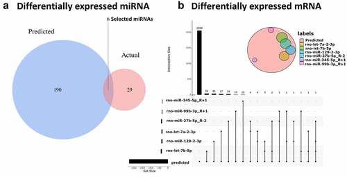 Figure 4. The connections between circRNA, miRNA and mRNA (a) Blue represents miRNAs that are capable of spongy circRNAs predicted by CircInteractome, red represents the differential miRNAs obtained by RNA sequencing (p ≤ 0.1), and the overlaps represent the differentially expressed miRNAs that we ultimately need. (b) The red circle represents the predicted mRNA that can target all miRNAs, and the other colored circles represent the intersection of each miRNA’s predicted and actual sequencing results. Finally, we obtained 50 target genes of rno-let-7b-5p, 45 target genes of rno-miR-129-2-3p, 37 target genes of rno-let-7a-2-3p, 34 target genes of rno-miR-27b-5p_R-2, 12 target genes of rno-miR-99b-3p_R + 1, and 12 target genes of rno-miR-345-5p_R + 1