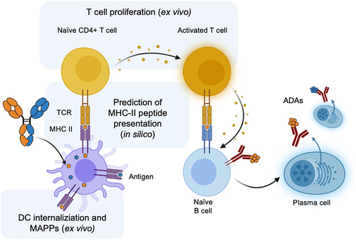 Figure 1. Overview of the key steps in the generation of a T cell-dependent ADA response to a protein therapeutic such as a bispecific antibody (shown). Methods used in this study to evaluate the immunogenicity risk of monospecific and bispecific antibodies are highlighted: in silico prediction of peptides presented by MHC-II, DC internalization, T cell proliferation and MAPPs. This figure was adapted from “Anti-drug antibodies (ADA) Immunogenicity Assessment” by BioRender.com (2024). Retrieved from https://app.biorender.com/biorender-templates.