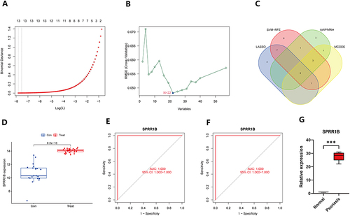 Figure 5 Screening for psoriasis signature genes and validation. (A) The image represents the results obtained from the LASSO logistic regression algorithm used for screening psoriasis signature genes. The horizontal axis reflects the log(λ) value, while the vertical axis represents the cross-validation error. The gene corresponding to the point with the smallest vertical coordinate is the characteristic gene that has diagnostic effect; (B) The image shows the results obtained from the SVM-RFE algorithm used for screening characteristic genes. The horizontal axis indicates the number of genes, and the vertical axis is the cross-validation error. The number of feature genes is the value corresponding to the smallest point in the vertical coordinate; (C) The VENN plot depicts the intersection of important genes identified by MCODE, cytoHubba, LASSO, and SVM-RFE. The plot was generated using the venn package; (D) The image represents the validation of the intersected genes in the validation group. The horizontal axis shows the sample type, with blue representing the control group and red representing the psoriasis group. The vertical axis depicts the expression of the distinctive gene SPRR1B. A P value of less than 0.05 indicates that the diagnostic gene is different in the validation group; (E and F) The ROC curves depict the diagnostic test’s false positive and true positive rates. The horizontal axis shows the false positive rate expressed as 1 minus specificity, while the vertical axis represents the true positive rate expressed as sensitivity; (G) The graphic depicts the results of real-time PCR investigations of the expression levels of SPRR1B in psoriasis sufferers’ and healthy controls’ skin lesions. The ***p<0.0001 indicates a highly significant difference between the two groups.