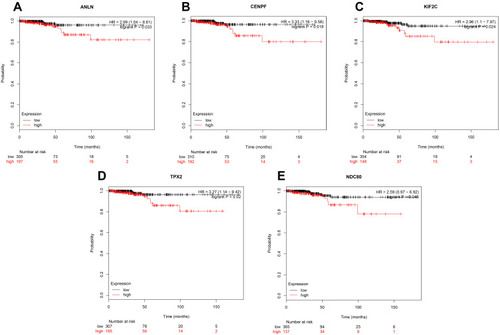 Figure 4 The prognostic curve of five genes. The prognostic significance of the hub genes in patients with TC, according to the Kaplan–Meier plotter database. (A) ANLN; (B) CENPF; (C) KIF2C; (D) TPX2; (E) NDC80. The red lines denote patients with high gene expression, and black lines denote patients with low gene expression.