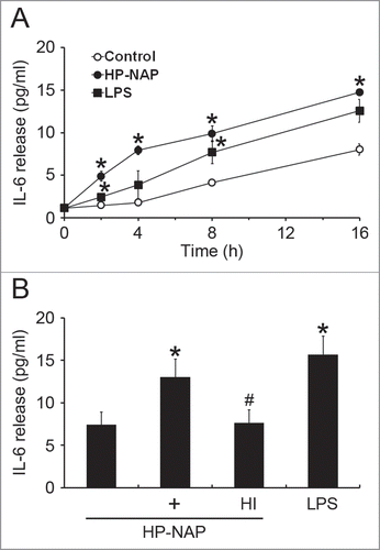 Figure 2. Induction of IL-6 release from HMC-1 cells by HP-NAP. (A) HMC-1 cells were left unstimulated or stimulated with 1 μM HP-NAP or 10 μg/mL E. coli LPS as a positive control at 37°C for the indicated time. IL-6 release from HMC-1 cells was determined by measuring the concentration of IL-6 in the cell-free supernatants as described in Materials and Methods. Data were represented as the mean ± SD of 3 independent experiments. *P < 0.05 as compared with unstimulated control cells at the same time point. (B) HMC-1 cells were left unstimulated or stimulated with 1 μM HP-NAP, 1 μM heat-inactivated (HI) HP-NAP, or 10 μg/mL E. coli LPS at 37°C for 16 h for measurement of IL-6 release as described in (A). Data were represented as the mean ± SD of 4 independent experiments. *P < 0.05 as compared with unstimulated control cells; #P < 0.05 as compared with HP-NAP-stimulated cells.