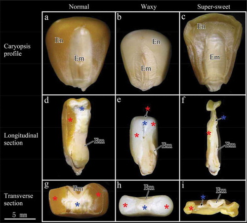 FIGURE 1 Images of the kernel profile (a, b, c), longitudinal section (d, e, f), and transverse section (g, h, i) of normal, waxy, and super-sweet maize, respectively. En: endosperm; Em: embryo. Red and blue asterisks indicate vitreous endosperm and floury endosperm, respectively.