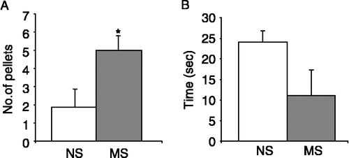 Figure 1  Behavioural responses of NS and MS rats during an open field trial. A. Mean number of faecal pellets excreted by NS (open bars, n = 10) and MS (n = 10, grey bars) rats during the 10 min exposure to open field stress. (B). Total duration spent by NS and MS rats in the inner zone (seconds, n = 5). Values are mean ± SEM. *indicates p ≤ 0.05.