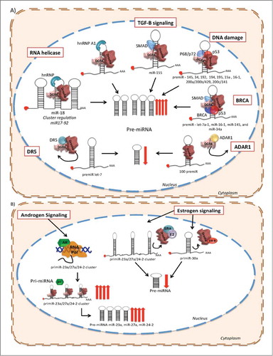 Figure 2. Post-transcriptional regulation of miRNA biogenesis in response to cellular signals. (A) RNA helicase (promotes the structural remodeling), TGF-β stimulation, DNA damage (p53), Smads and BRCA promote miRNA processing enhancing pre-miRNA production. Conversely, DR5 and ADAR1 prevent the transition between pri-miRNA to pre-miRNA of a subset of miRNAs. (B) Hormone receptor stimulation or negative regulation over miRNA biogenesis. Androgen receptor (AR) promotes the transcription of the miR-23a/27a/24-a cluster. Moreover, AR enhances the progression from pri-miRNA to pre-miRNA of this cluster. Furthermore, when E2 and ER-α bind the pri-miRNA of the miR-23a/27a/24-a cluster it reduces its processing by Drosha. Additionally, ER-β prevents the biogenesis of the pri-miR-30a through its direct association with Drosha.