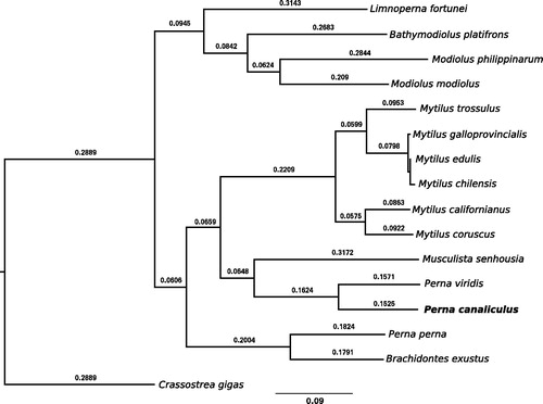 Figure 1. Maximum-likelihood phylogenetic tree of Mytiloidea family using concatenated mitochondrial protein-coding genes.