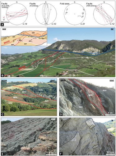Figure 4. (a) Diagrams showing mesoscale data (Schmidt net, lower hemisphere) of main fault systems and fold axes described in the text. Right- and left-lateral fault kinematics are indicated with red and black colors, respectively; (b) panoramic view and schematic sketch of the Vignola sector, showing the unconformable overlain of the Monte Vallassa Sandstone (Langhian – Serravallian, AMV) onto the ENE-striking Momperone – Vignola Deformation Zone (MVDZ, red lines), which tectonically juxtaposes the Antognola Formation (late Rupelian – Aquitanian, ANT) and the Val Tiepido Canossa Polygenetic Argillaceous Breccias (ANT1b). In the sketch, dark and shadow colors indicate outcrops and interpreted areas, respectively; (c) panoramic view of the San Desiderio Deformation Zone (red lines) close to Monticelli, displacing and juxtaposing with transpressive right-lateral displacement the Cassio Unit (Argille Varicolori – AVV, Late Cretaceous), different terms of the Epiligurian Succession (Monte Piano Marls, MMP1, Middle – Late Eocene, and the Varano de’ Melegari Member of the Ranzano Formation – RAN3, middle – late Ruperlian), the Cassano Spinola Conglomerate (late Messinian), and Argille Azzurre (Early Pliocene); (d) detail of the San Desiderio Deformation Zone (SDDZ), showing the tectonic contact between the Baiso Argillaceous Breccias (BAI), the Monte Piano Marls (MMP1), and the Argille Varicolori (AVC) along a transpressive right-lateral faults (red lines), ENE-striking (east of Cascina Galuzia). S-C shears are indicated by dotted white line; (e) isoclinal and transposed folds with fold axes displaying WNW- and ESE-oriented maxima in the Argille Varicolori (close to Cascina Galuzia), showing stretching and thinning of the limbs; (f) block-in-matrix fabric in the Argille Varicolori, showing the alignment of elongated blocks (i.e. pseudo-bedding) and the scaly fabric of the shaly matrix (South of Guagnina).