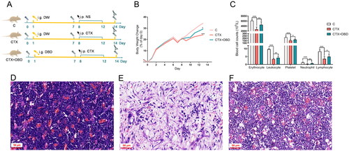 Figure 2. DBD alleviated hematopoiesis dysfunction in the CTX-induced MAC rat model. (A) Experimental protocols for MAC rat model establishment and sample collection. (B) Body weight changes compared with Day 0. (C) Blood cell counts on Day 14. Representative histological examination of thigh bone samples in C (D), CTX (E) and CTX + DBD (F) groups (scale bar, 50 μm). Data are expressed as mean ± SD. (C, control group) n = 6, (CTX, CTX-treated group) n = 12, (CTX + DBD, CTX and DBD-treated group) n = 12. *p < 0.05, **p < 0.01, ***p < 0.001.